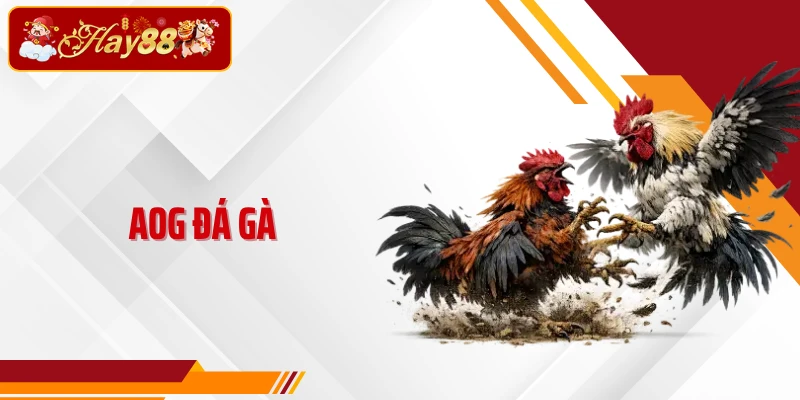 Aog Đá Gà - Trực Tiếp Sới Thomo 4k Với Tỷ Lệ Trả Thưởng 1 Ăn 8