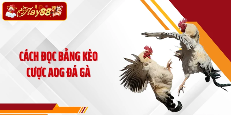Cách đọc bảng kèo cược AOG đá gà