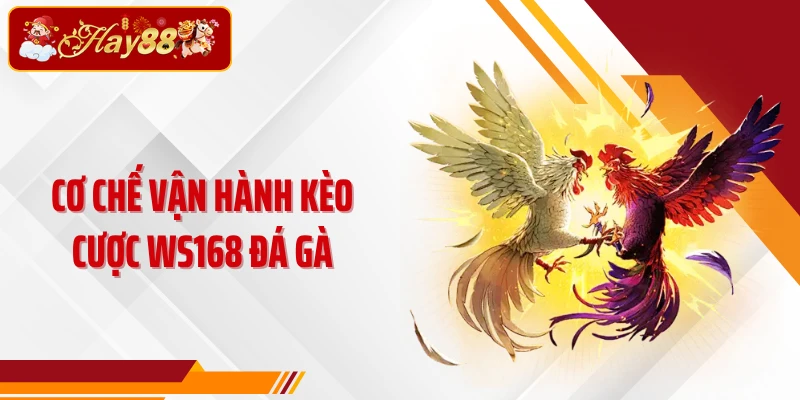 Cơ chế vận hành kèo cược WS168 đá gà