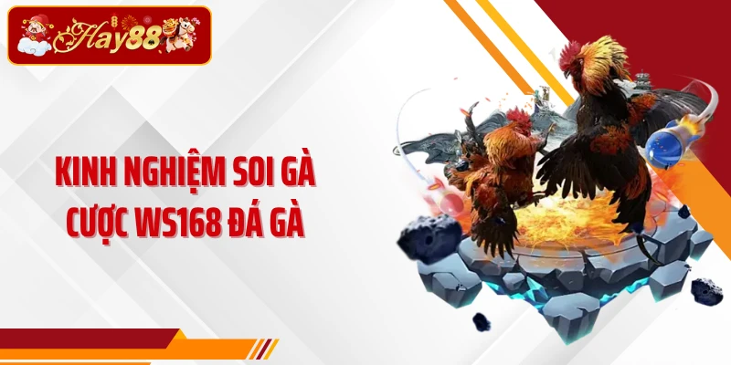 Kinh nghiệm soi gà cược WS168 đá gà
