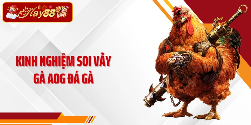Kinh nghiệm soi vảy gà AOG đá gà