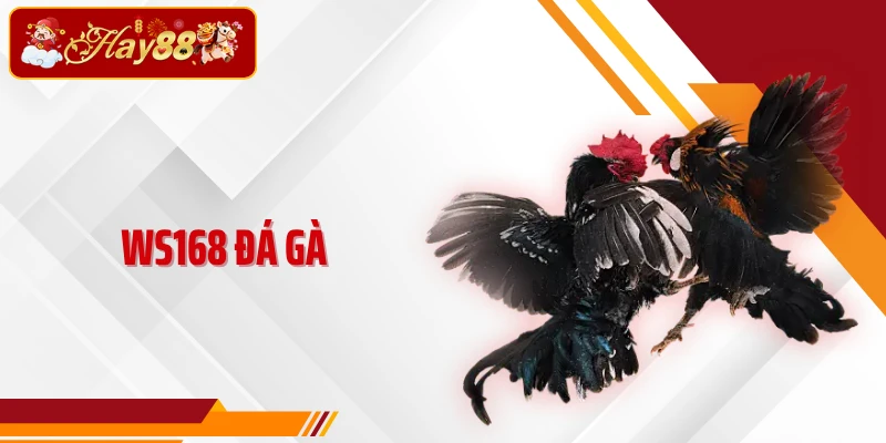 Ws168 Đá Gà - Sảnh Cược Kê Chiến Trực Tiếp 2026 Với Góc Quay 4k
